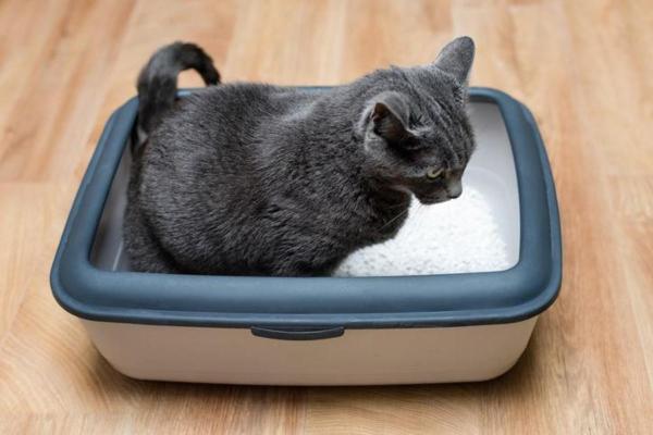 Est-ce que les chats peuvent manger des lentilles ? - Effets secondaires et contre-indications des lentilles pour les chats