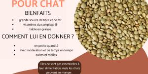 Est-ce que les chats peuvent manger des lentilles ?