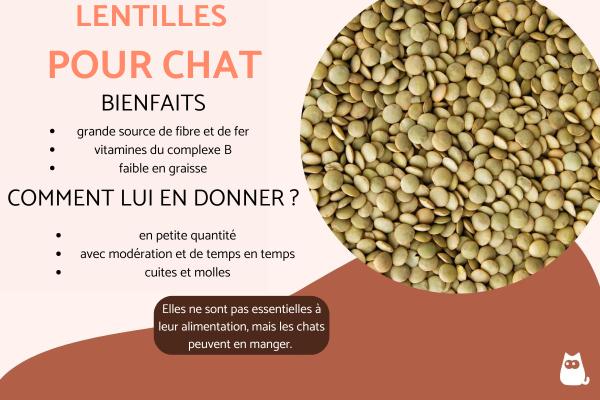 Est-ce que les chats peuvent manger des lentilles ?