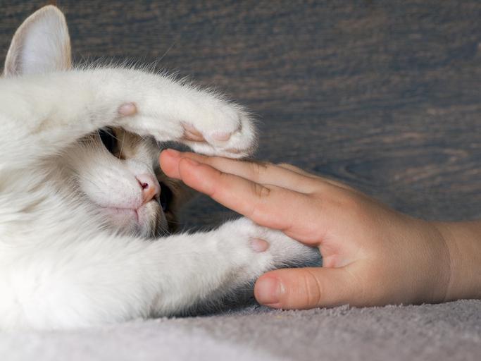 Pourquoi MON CHAT N'AIME PAS qu'on lui TOUCHE les PATTES