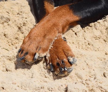 Pourquoi mon chien se mordille les pattes ?