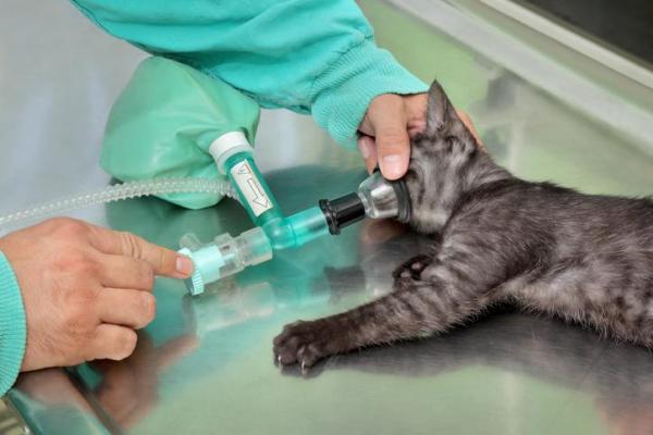 En combien de temps un chat se remet d'une opération ? - Combien de temps la sédation dure-t-elle chez le chat ?