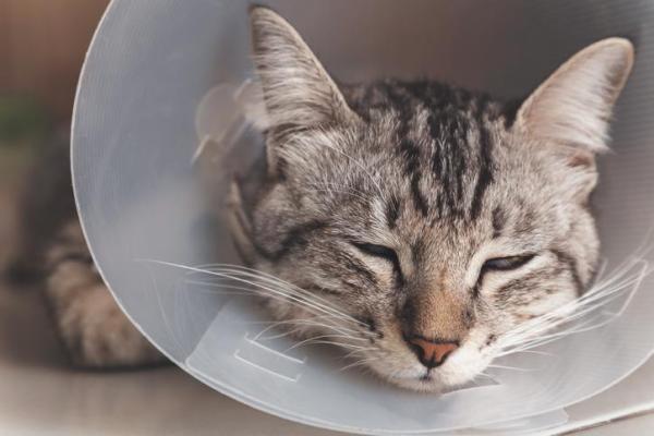 En combien de temps un chat se remet d'une opération ?