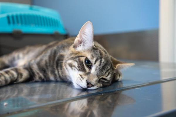 En combien de temps un chat se remet d'une opération ? - Mon chat ne se remet pas de l'anesthésie 