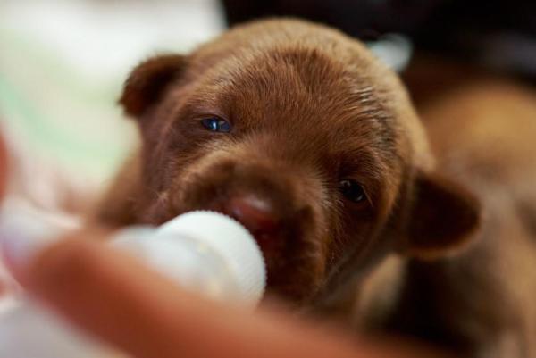 Comment faire du lait maternisé pour chatons et chiots