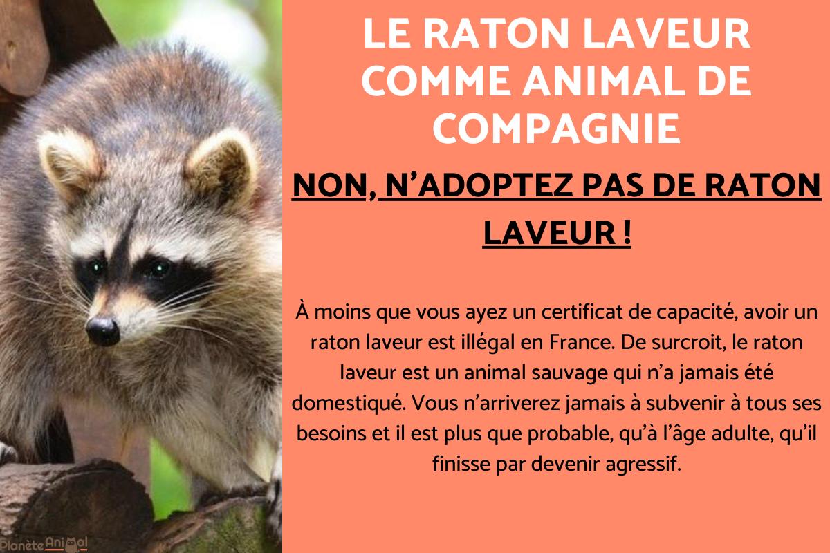 Le raton laveur comme animal de compagnie