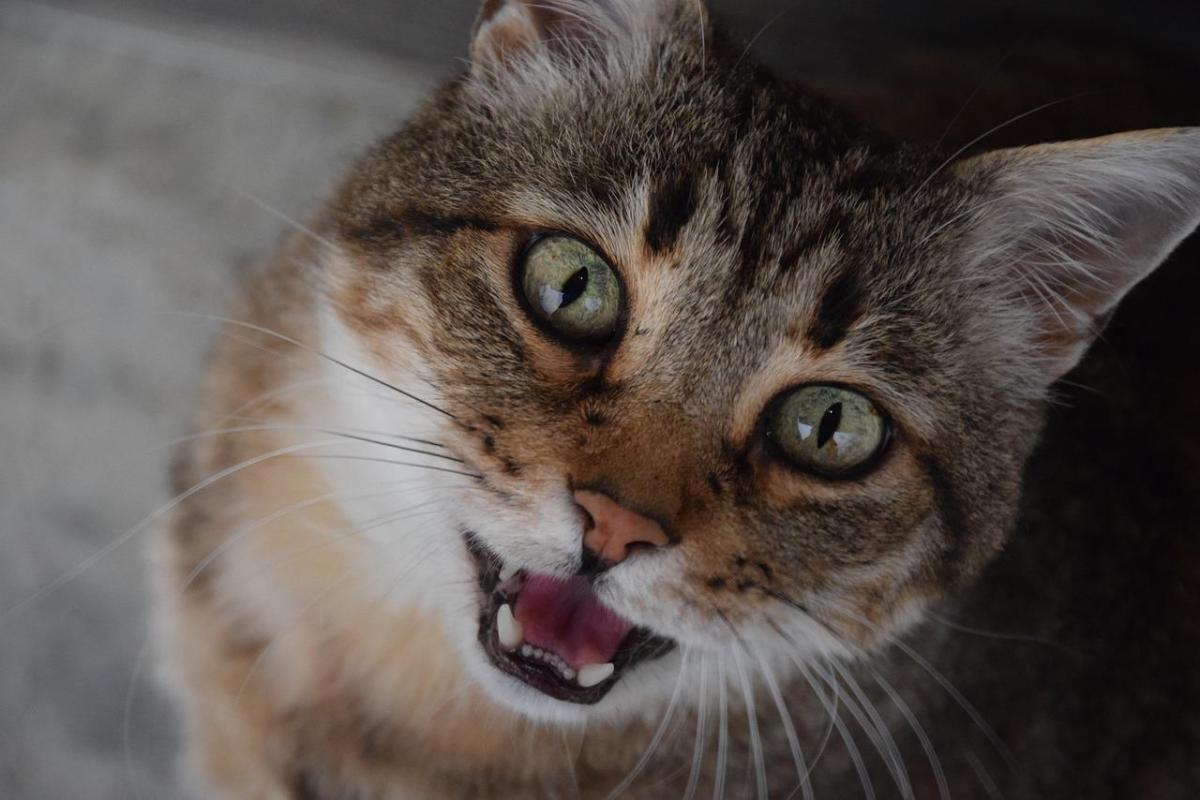 Mon chat tousse - Causes de la toux du chat