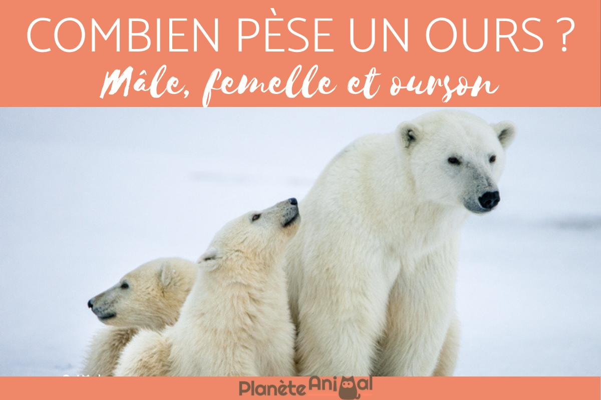 Poids d'un ours polaire - Mâle, femelle et ourson