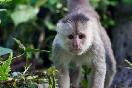 Quel est le plus petit primate du monde ? - Capucin à front blanc
