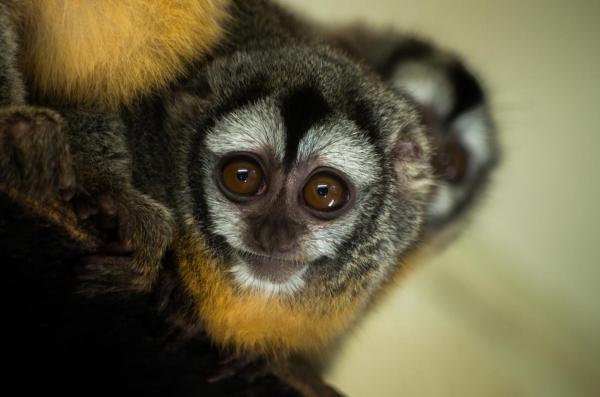 Quel est le plus petit primate du monde ? - Douroucouli d'Azara