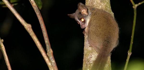Quel est le plus petit primate du monde ? - Galago de Demidoff
