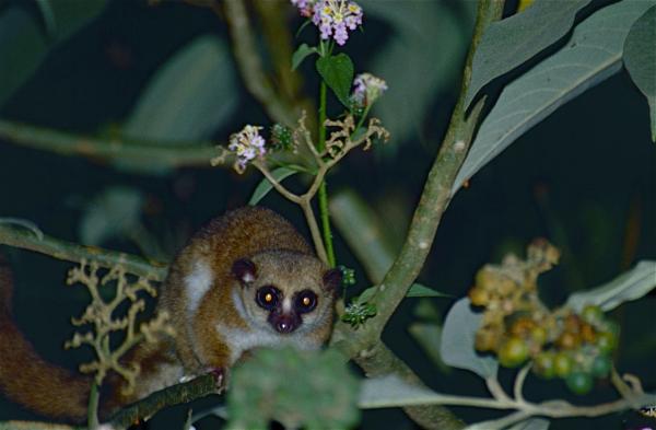Quel est le plus petit primate du monde ? - Grand Chirogale