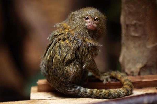 Quel est le plus petit primate du monde ? - Ouistiti pygmée