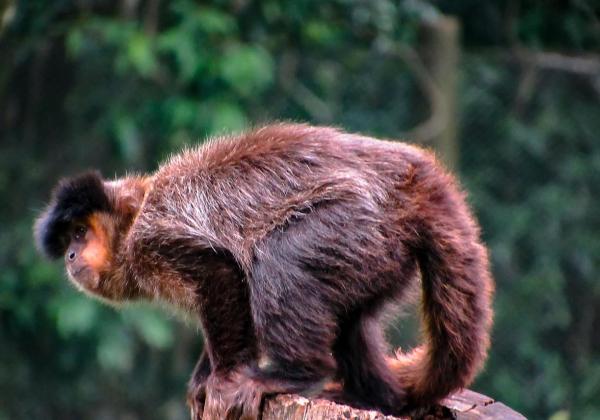 Quel est le plus petit primate du monde ? - Sajou lascif ou sapajou à barbe