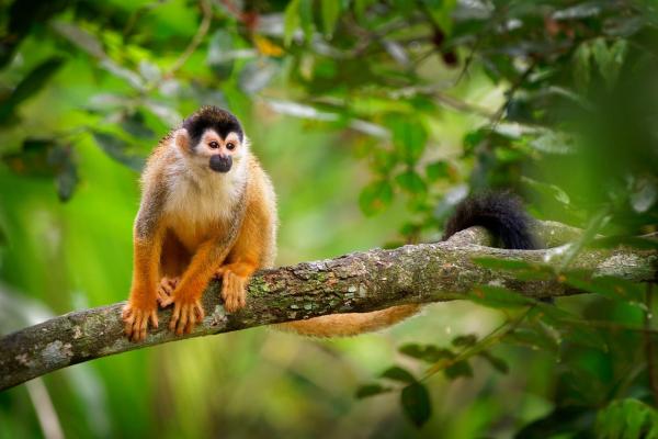 Quel est le plus petit primate du monde ? - Sapajou à dos rouge
