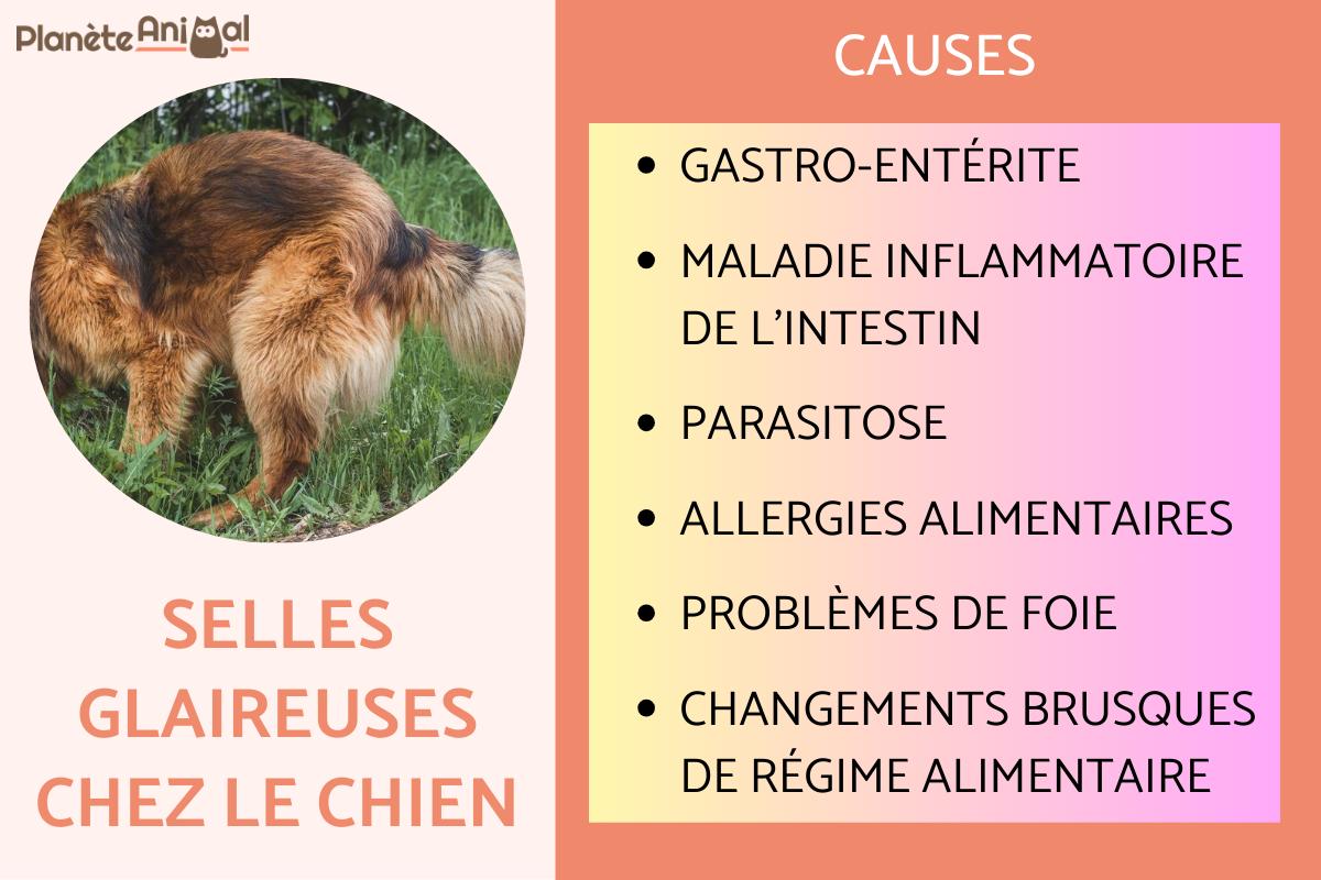 Selles glaireuses chez le chien