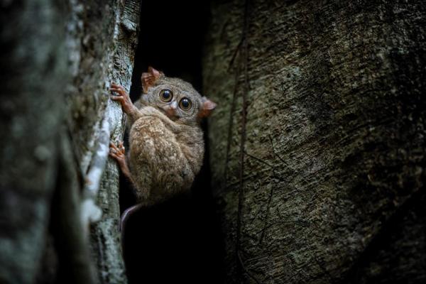 Quel est le plus petit primate du monde ? - Tarsier spectre