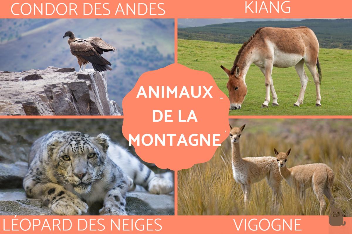 Animaux de la montagne