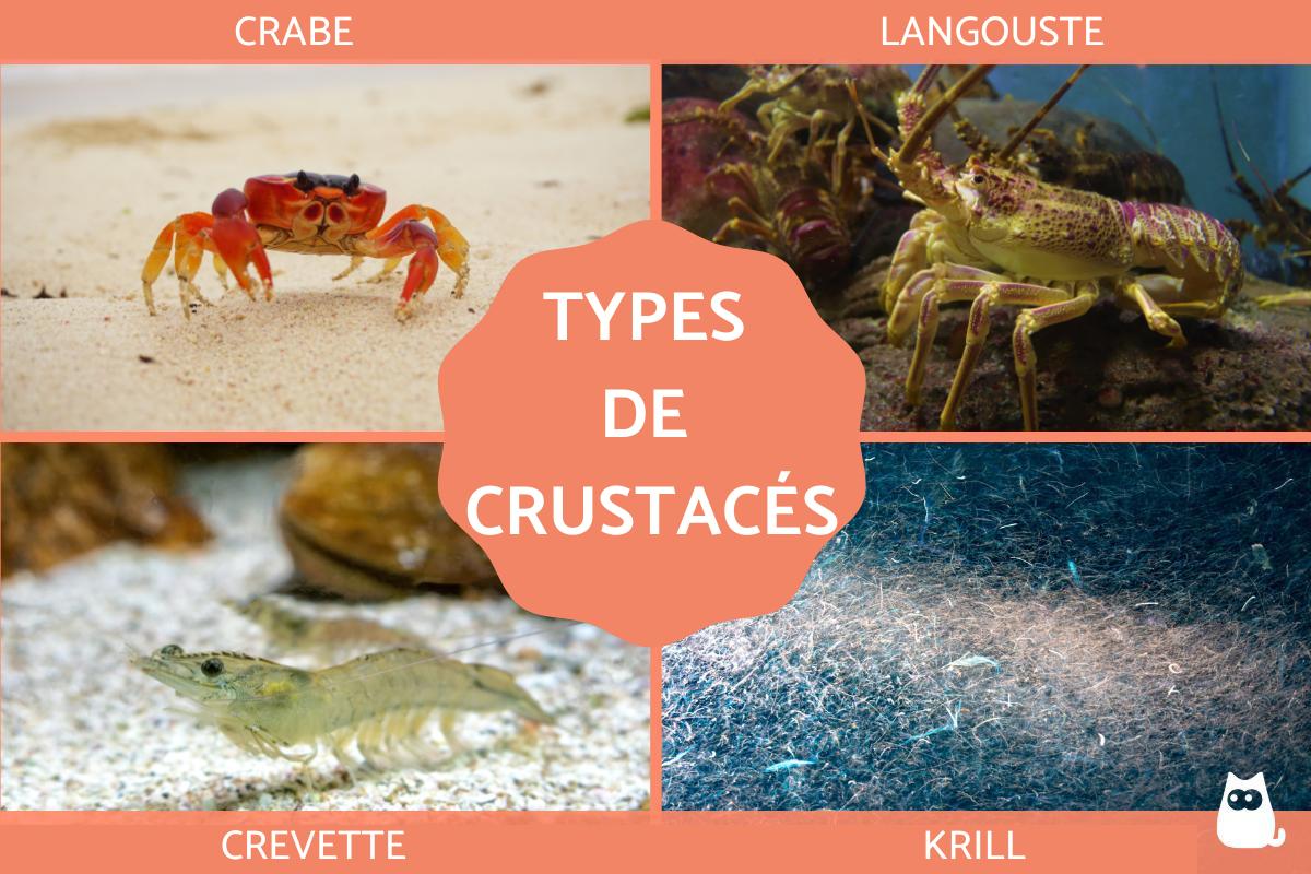 Crustacés - Exemples et caractéristiques