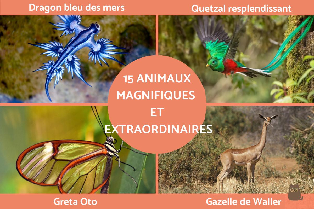 Animaux magnifiques et extraordinaires