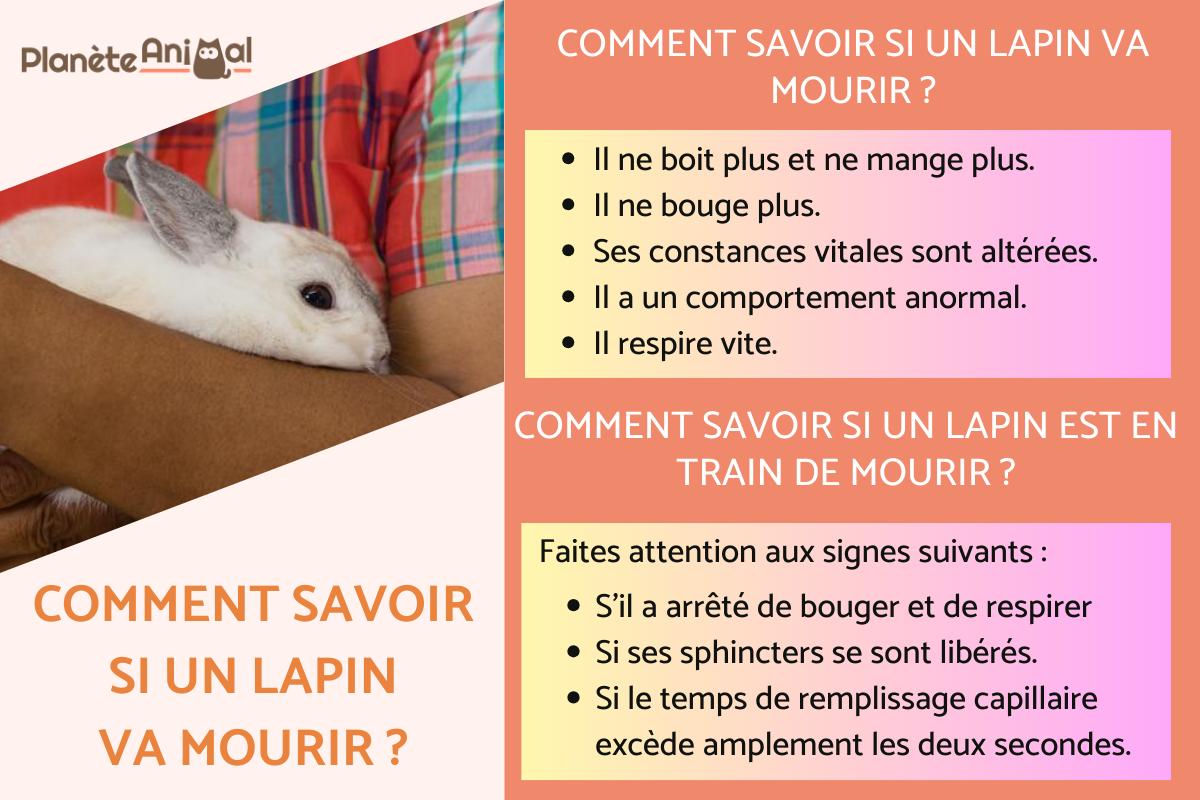 Comment savoir si un lapin va mourir ?