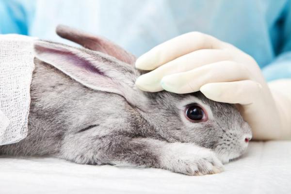 Comment savoir si un lapin va mourir ? - Ses constantes vitales sont altértées