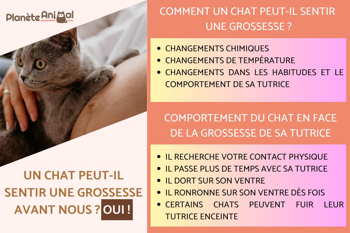 Un chat peut il sentir une grossesse avant nous ?