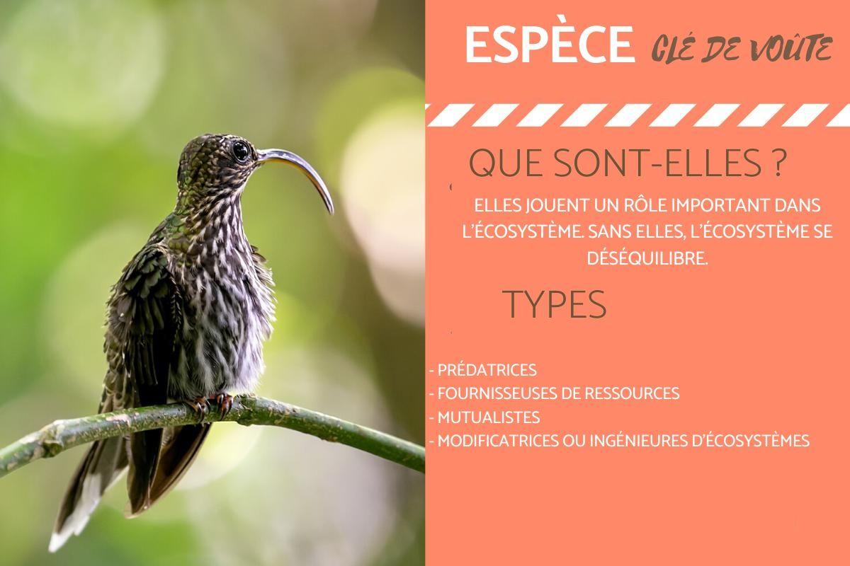 Espèce clé de voûte - Définition et exemples