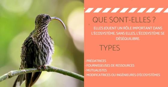 Espèce clé de voûte - Définition et exemples