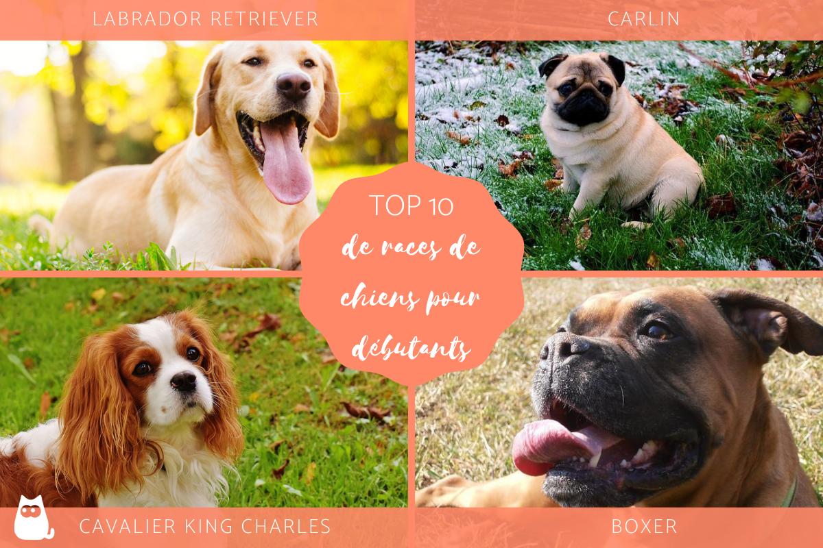 Premier chien : quelle race choisir ? - 10 chiens pour débutants