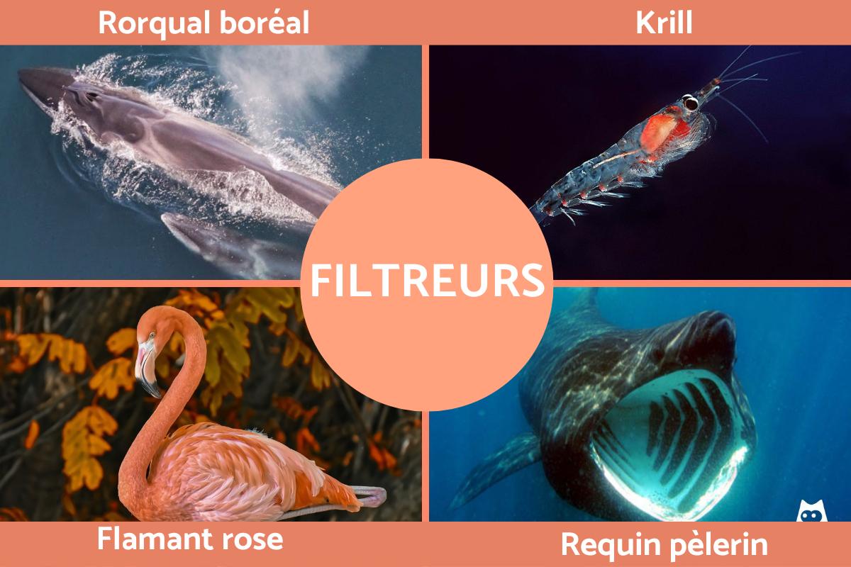 Filtreurs - Définition et exemples