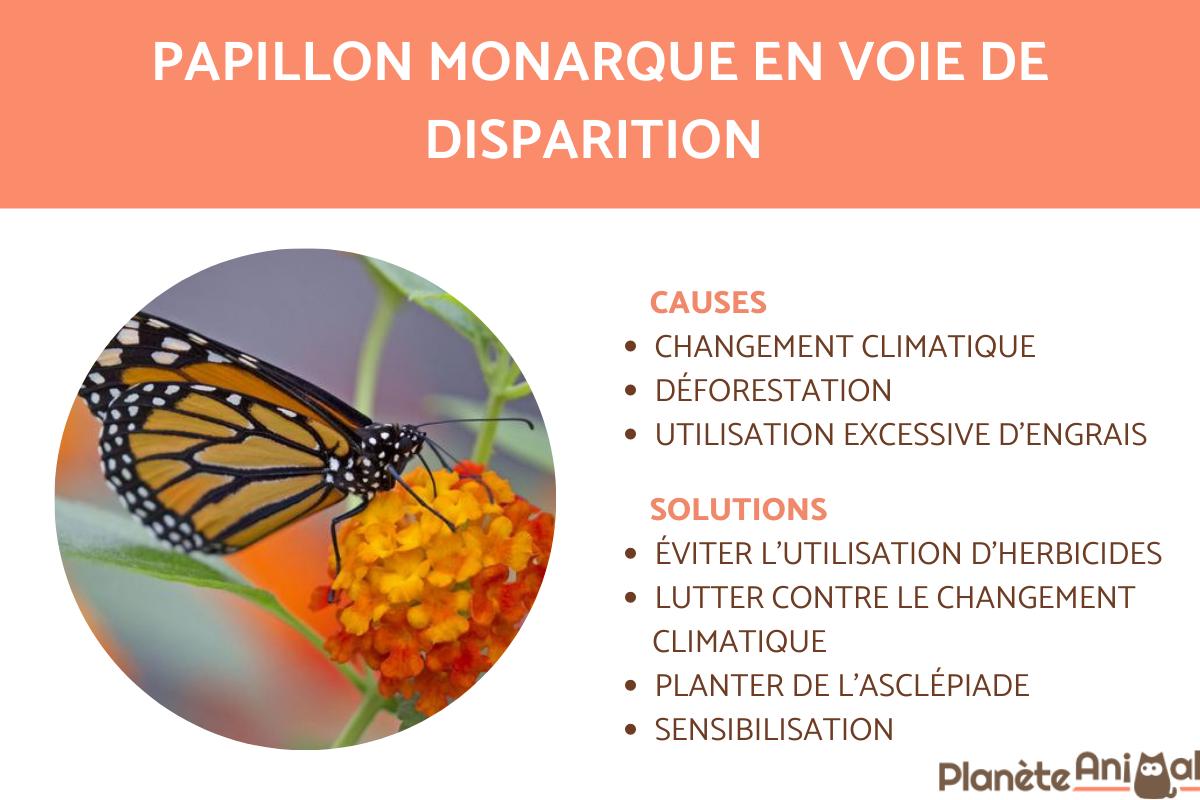 Papillon monarque, espèce en voie de disparition