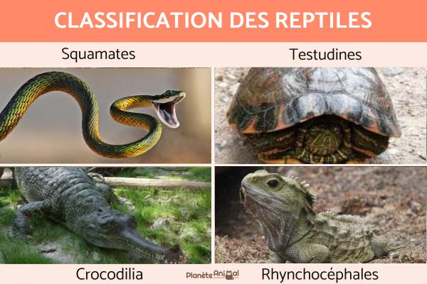 Types de reptiles : exemples et noms - Classification des reptiles