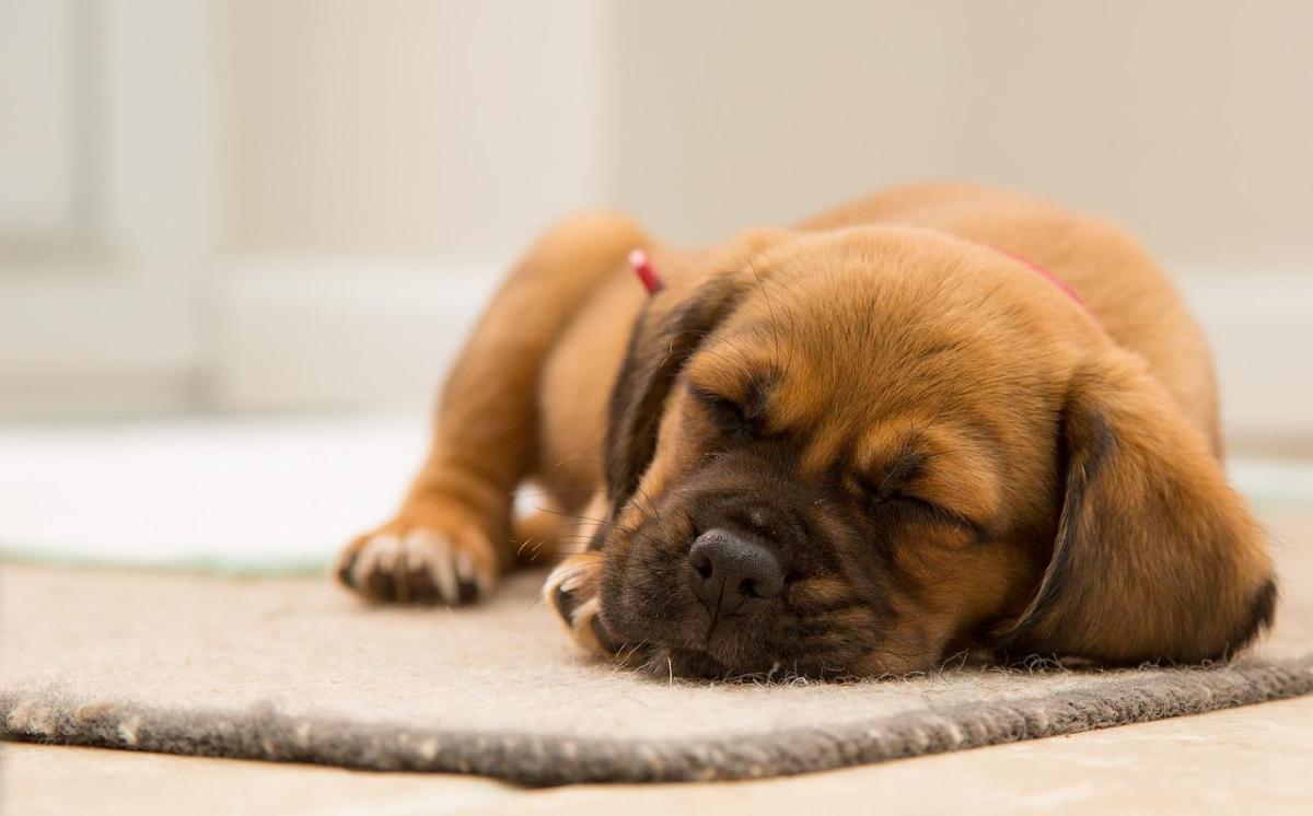 Comment endormir un chien