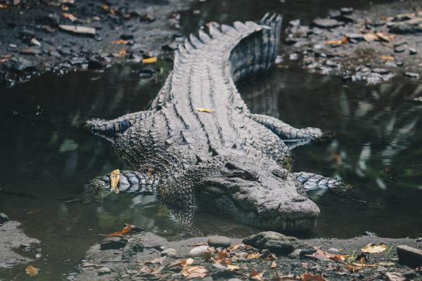Types de reptiles : exemples et noms - Exemples de reptiles