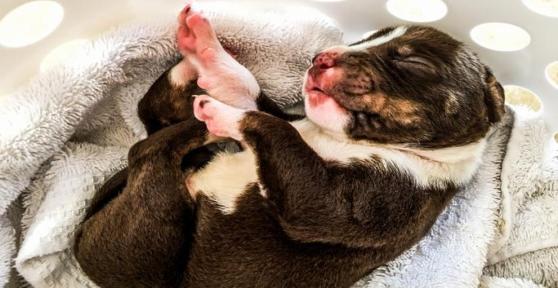 Mise bas chez la chienne - Processus, durée et complications