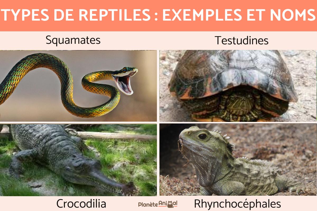 Types de reptiles : exemples et noms