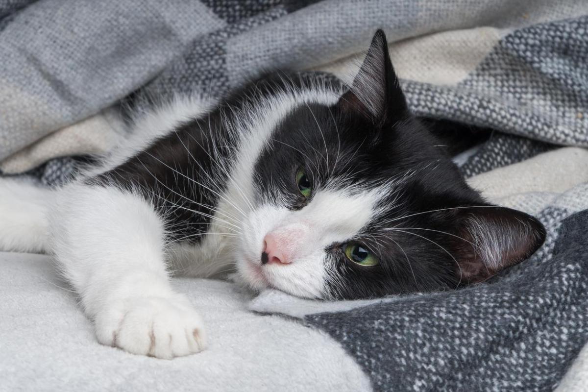Céfalexine pour chat - Posologie, utilisations et effets secondaires