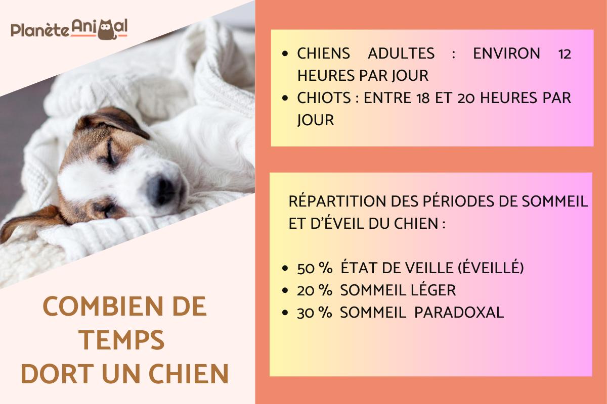 Combien de temps dort un chien