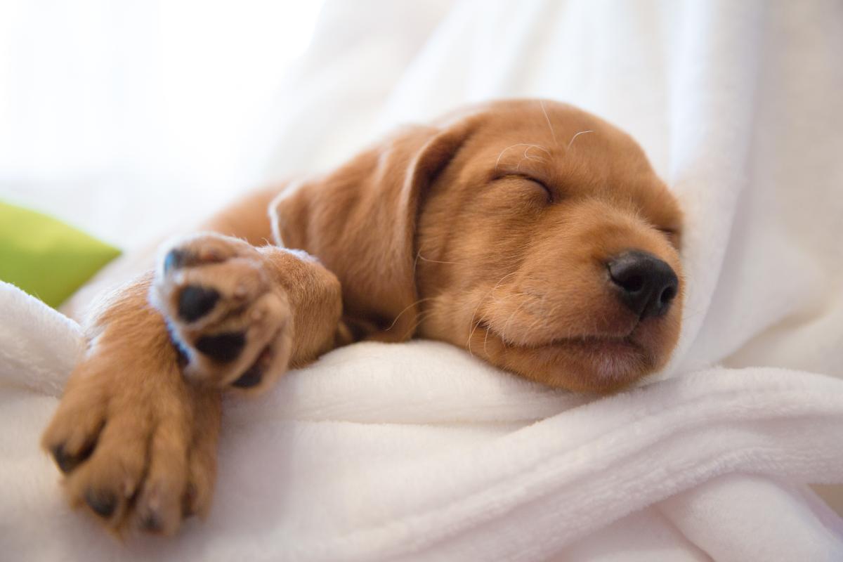 Combien de TEMPS DORT un CHIEN ? 12 heures