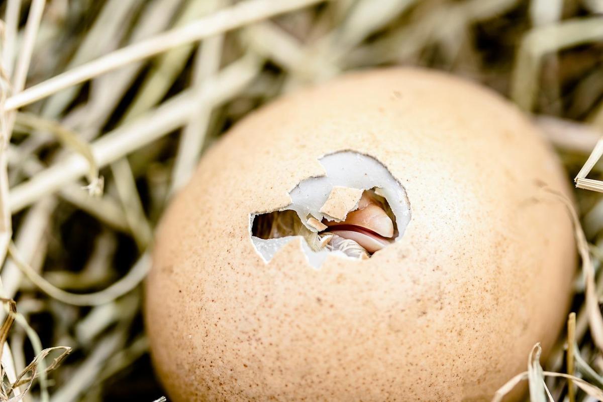 Comment naissent les poussins ?