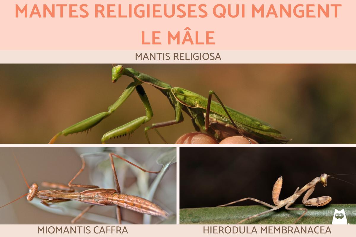 Pourquoi la mante religieuse mange le mâle ? Accouplement et reproduction de la mante religieuse