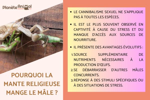 Pourquoi la mante religieuse mange le mâle ?