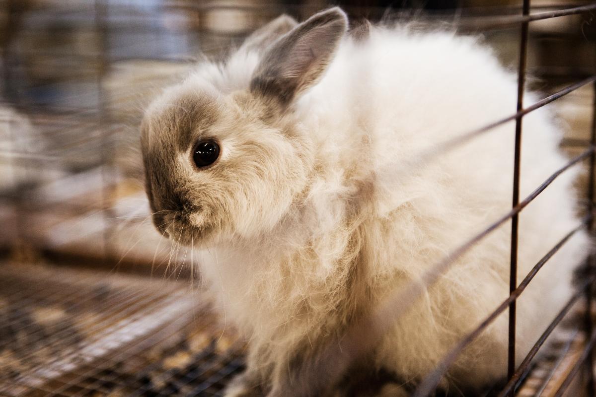 Pourquoi mon lapin gratte le sol