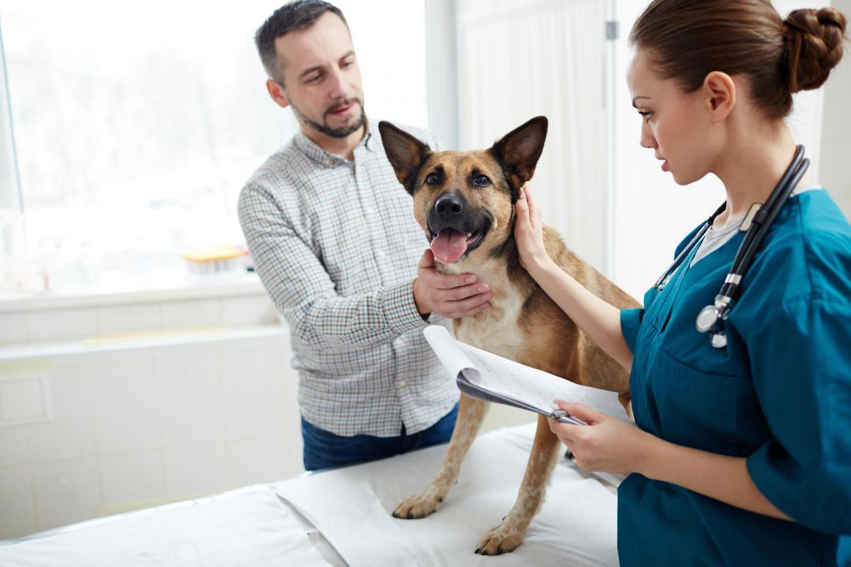 Urée chez le chien - Symptômes et traitement