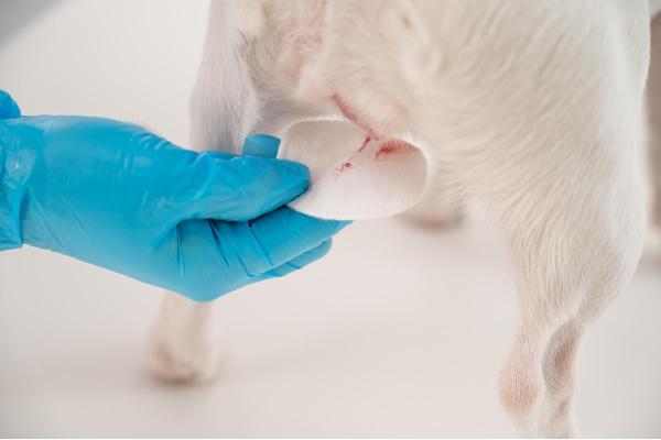 Alizine pour chien - Prix, effets secondaires et posologie - Effets secondaires de l'Alizine pour chien