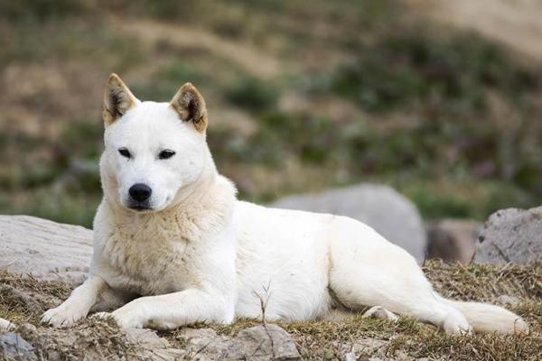 9 races de chien à la langue bleue - 7. Jindo Coréen ou spitz Coréen de Jindo