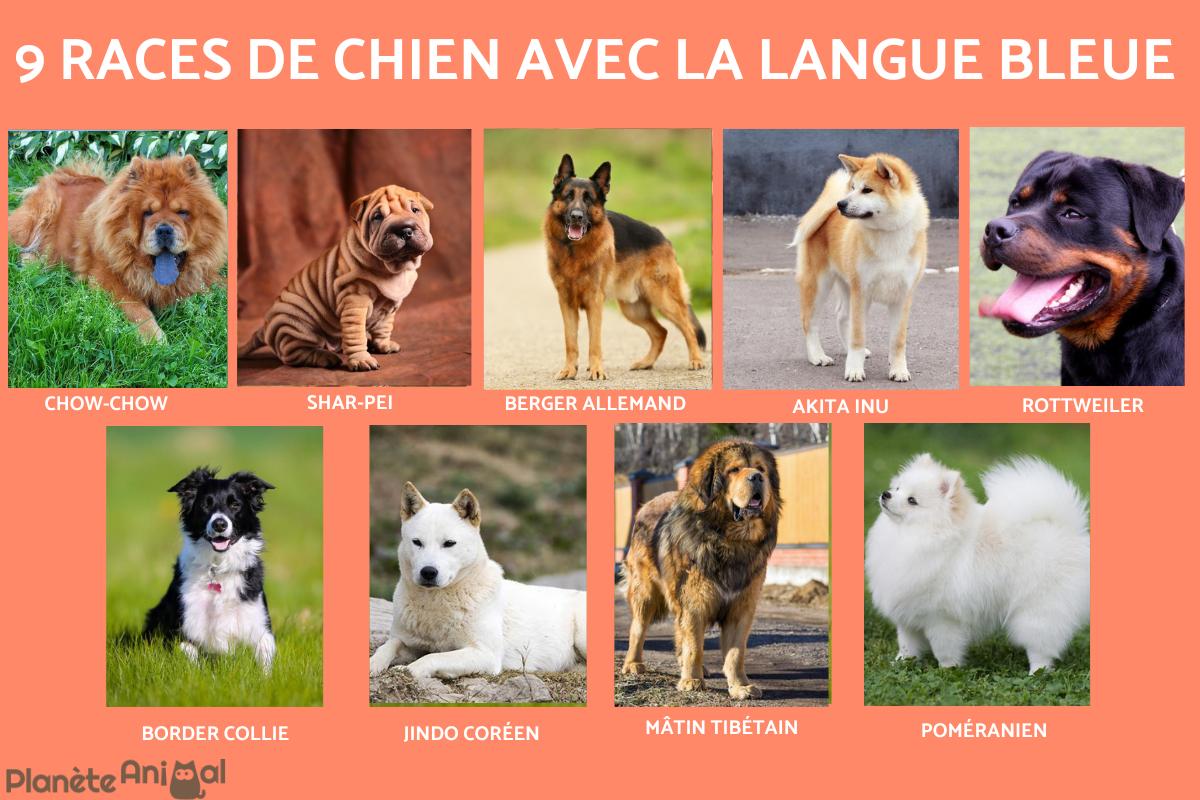 9 races de chien à la langue bleue