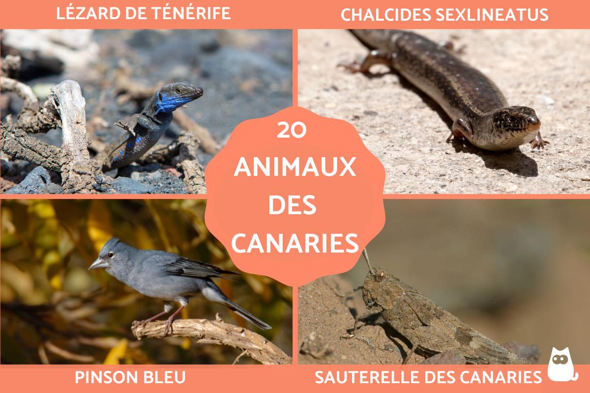 Animaux des Canaries