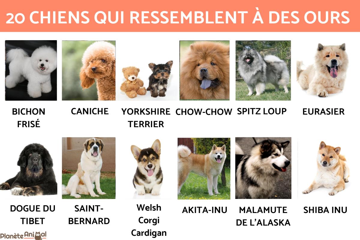 20 chiens qui ressemblent à des ours